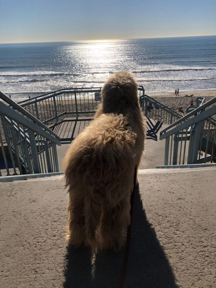 A dog standing on a stairway overlooking the ocean in Oceanside.